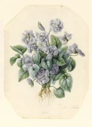 Violettes